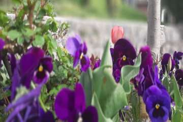 بهار دانشگاه 1399